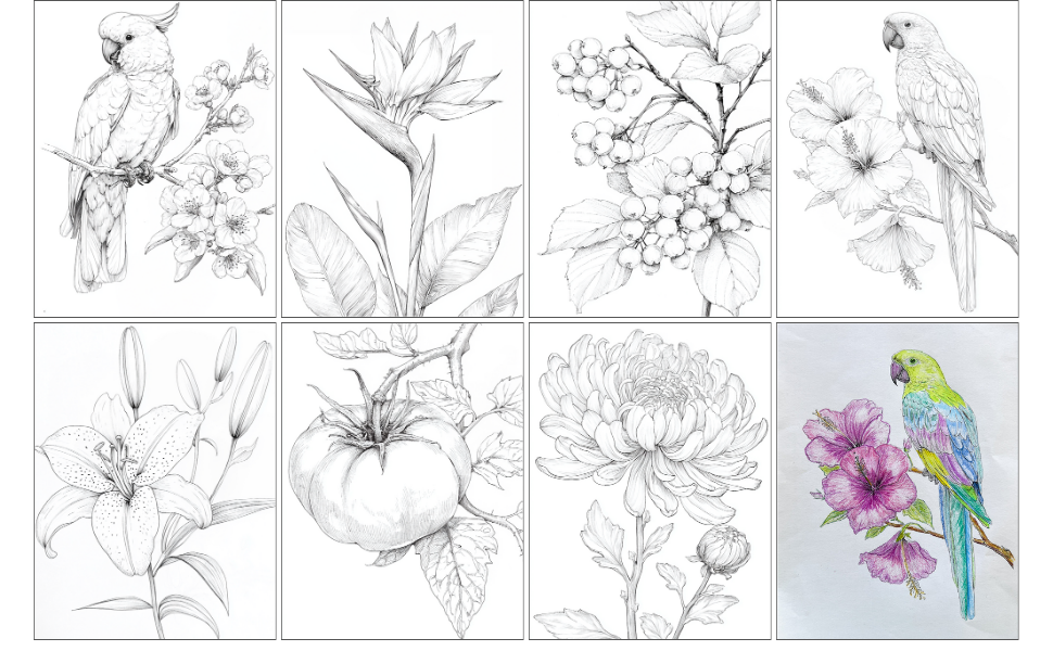 Blumen & Vögel – Stressabbau Malbuch für Erwachsene – Bild 2